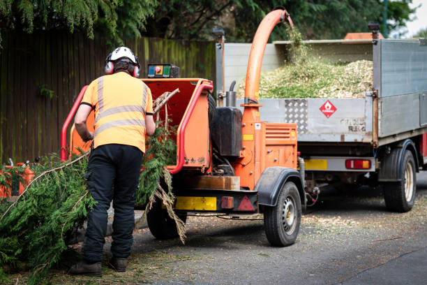 Best Tree Planting  in USA